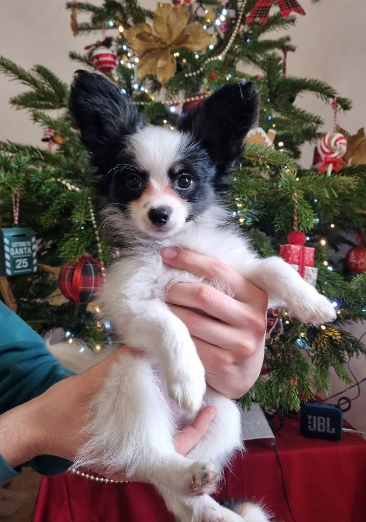 of Piek'Shawi - Chiot disponible  - Epagneul nain Continental (Papillon)