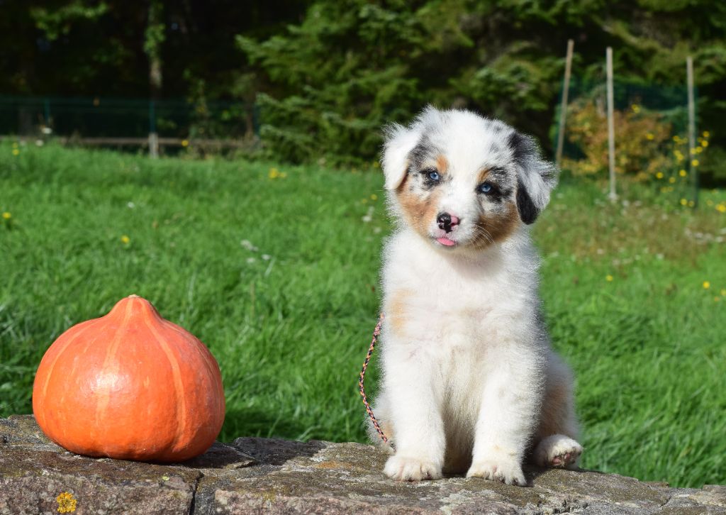 of Piek'Shawi - Chiot disponible  - Berger Australien