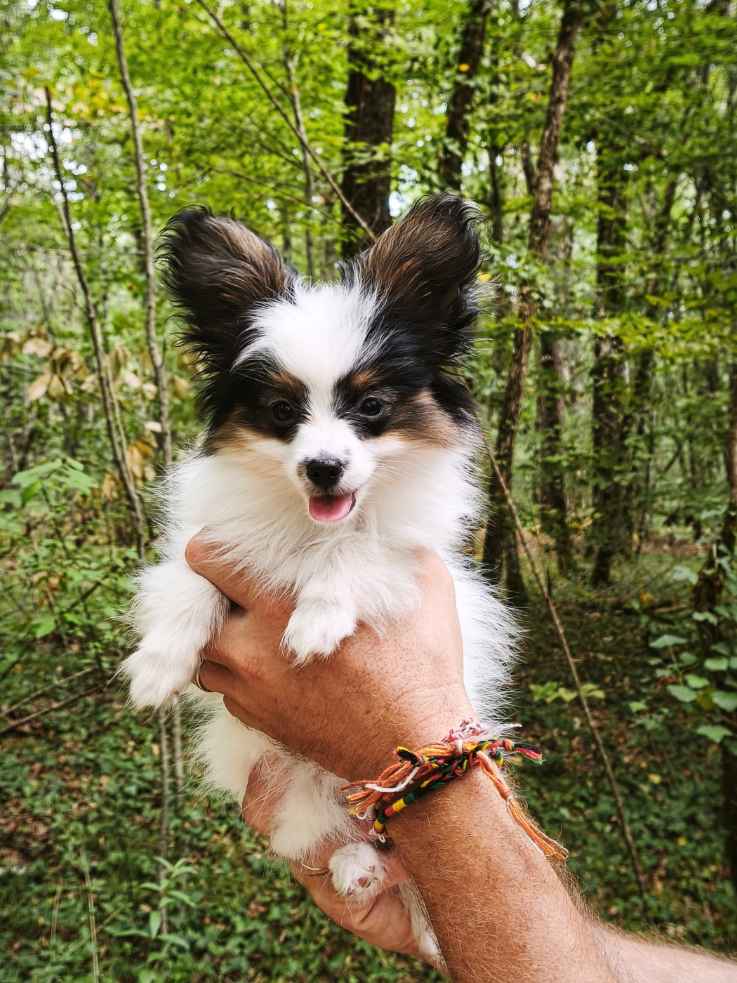 Femelle disponible