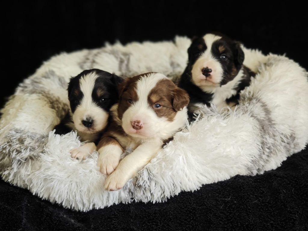 MAGNIFIQUES BB DISPONIBLES