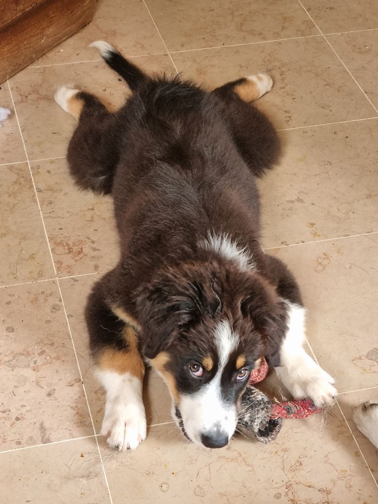 Chiot femelle disponible 