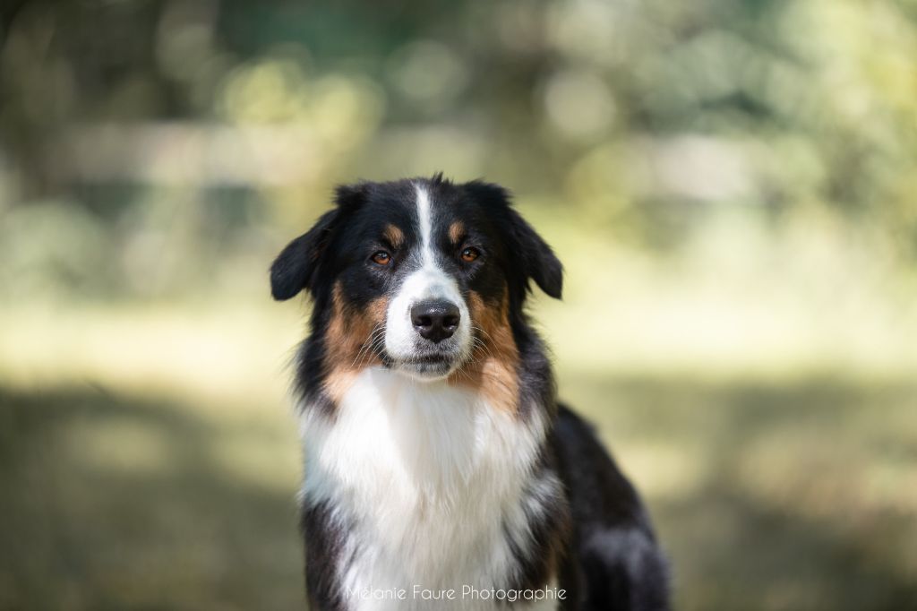 ADULTES FEMELLES DISPONIBLES