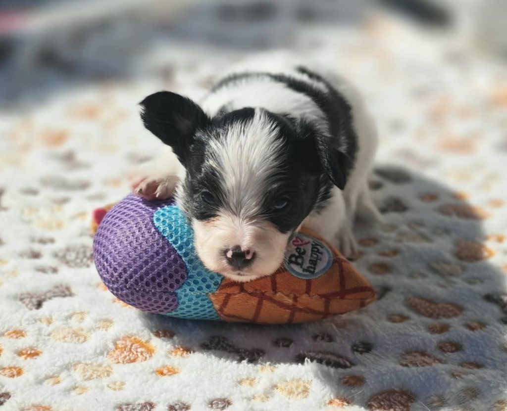of Piek'Shawi - Chiots disponibles - Epagneul nain Continental (Papillon)