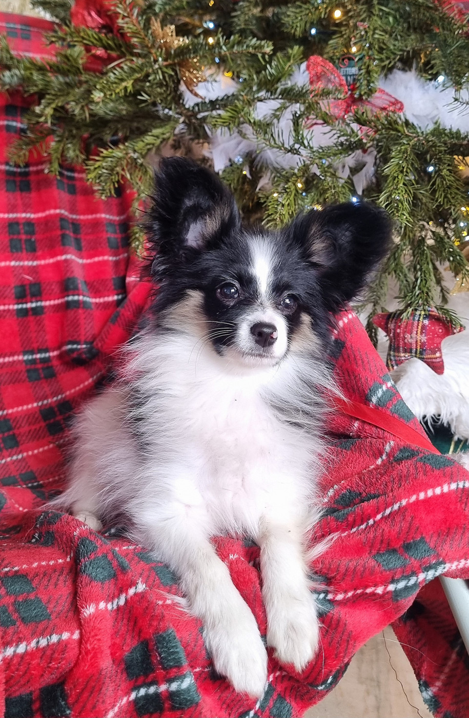 of Piek'Shawi - Chiots disponibles - Epagneul nain Continental (Papillon)