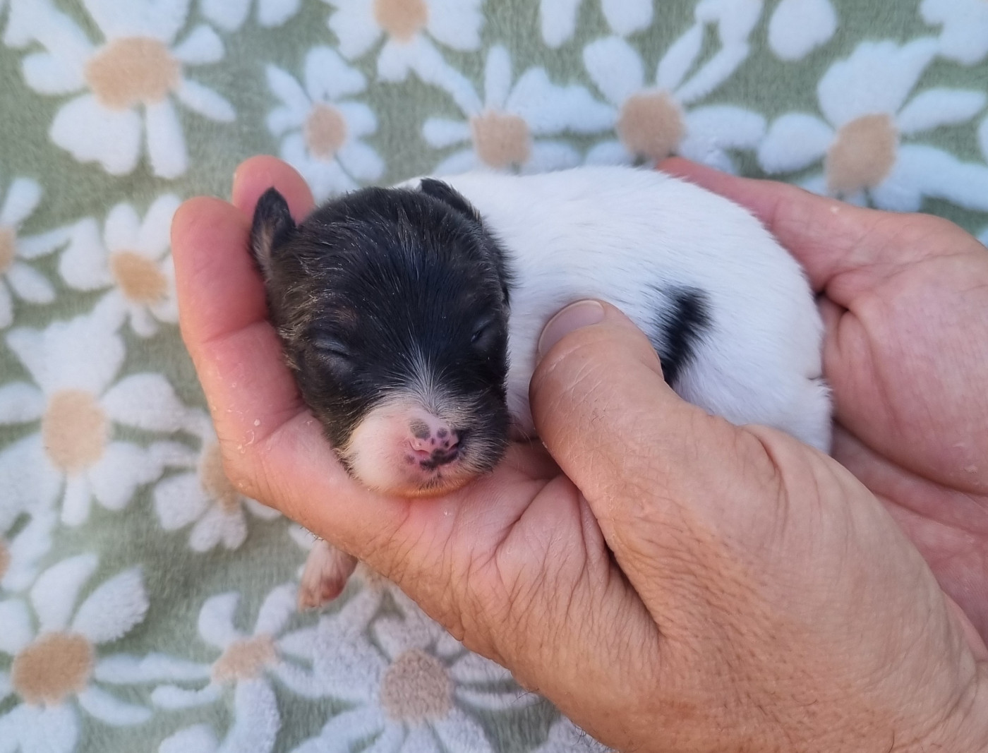 of Piek'Shawi - Chiots disponibles - Epagneul nain Continental (Papillon)