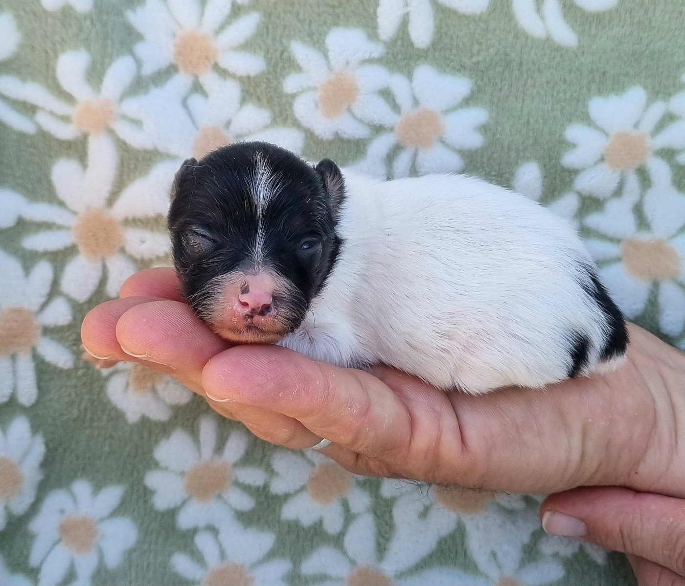 of Piek'Shawi - Chiots disponibles - Epagneul nain Continental (Papillon)