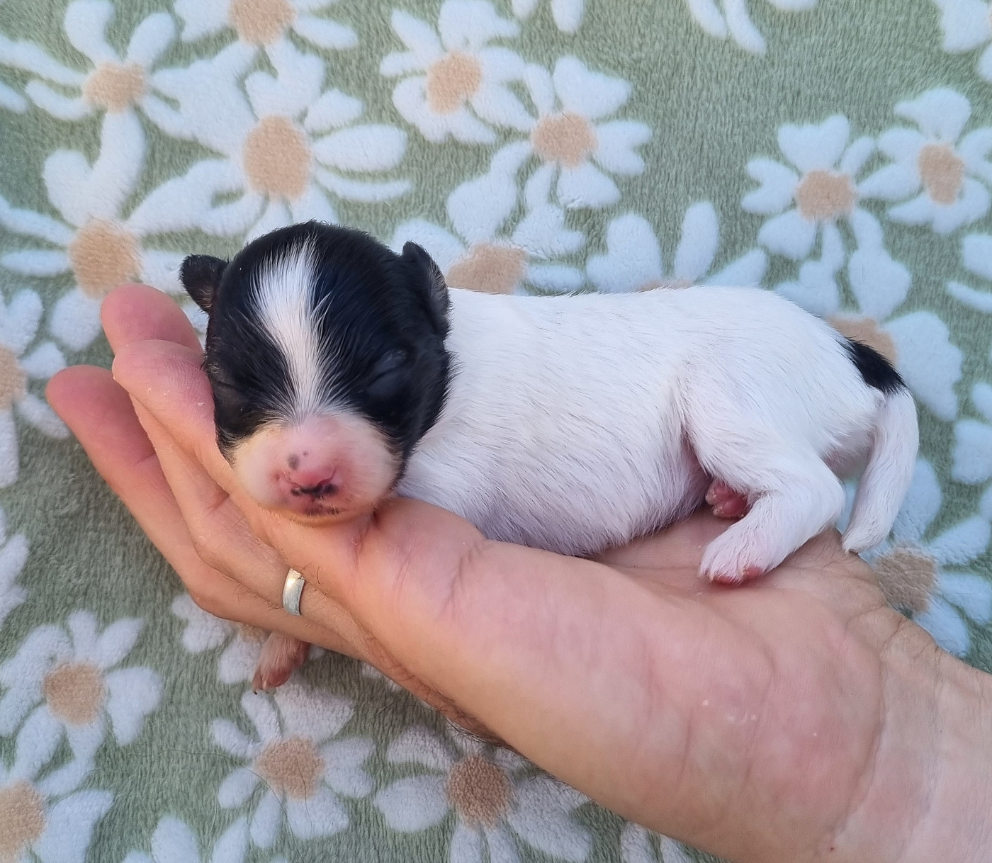 of Piek'Shawi - Chiots disponibles - Epagneul nain Continental (Papillon)