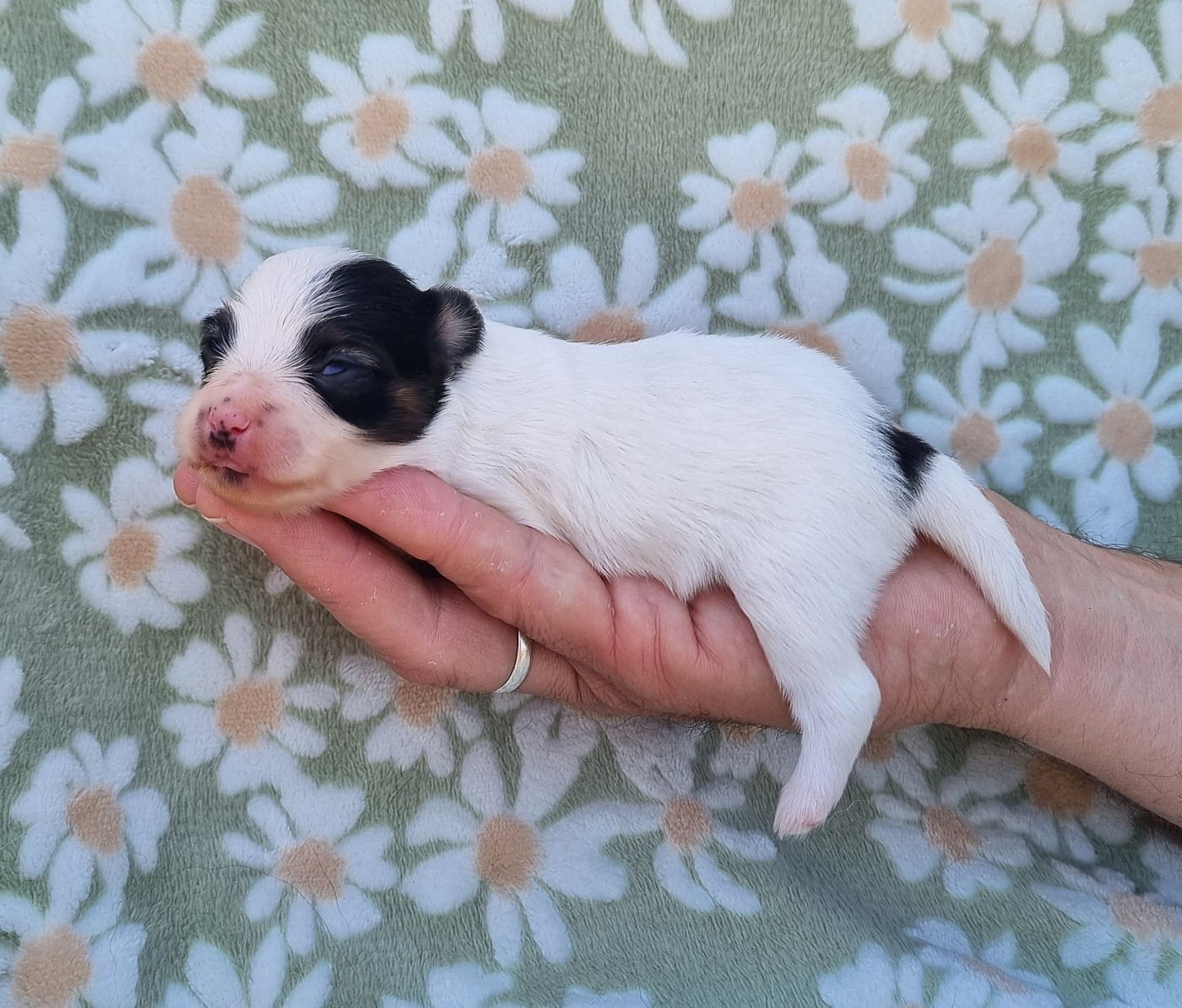 of Piek'Shawi - Chiots disponibles - Epagneul nain Continental (Papillon)