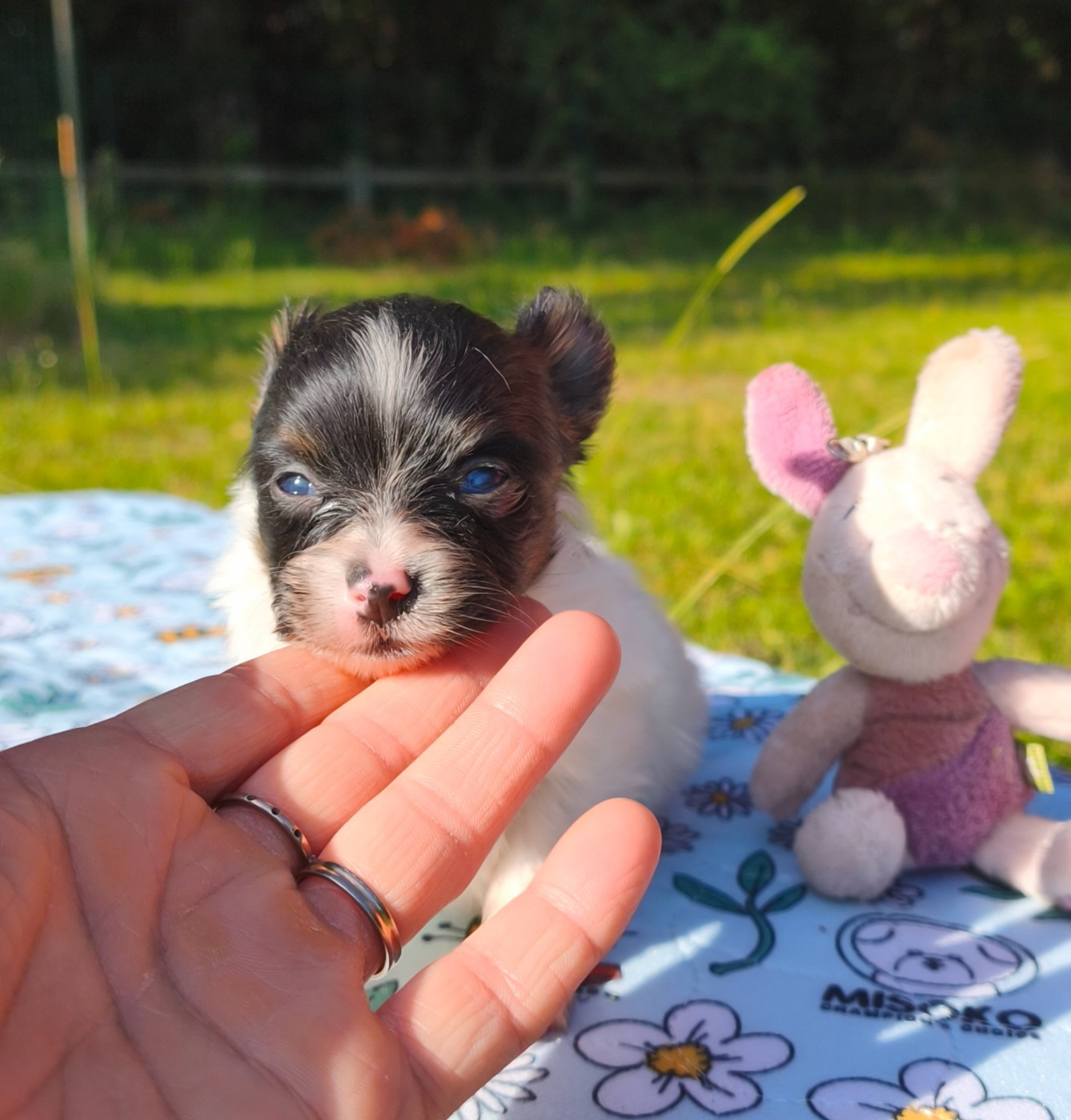 of Piek'Shawi - Chiots disponibles - Epagneul nain Continental (Papillon)