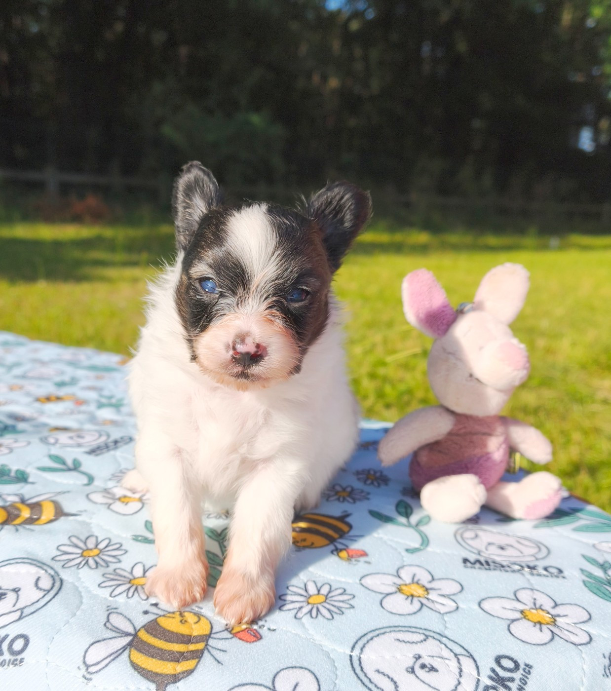 of Piek'Shawi - Chiots disponibles - Epagneul nain Continental (Papillon)