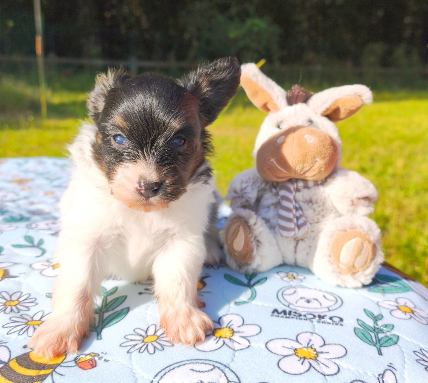 of Piek'Shawi - Chiots disponibles - Epagneul nain Continental (Papillon)