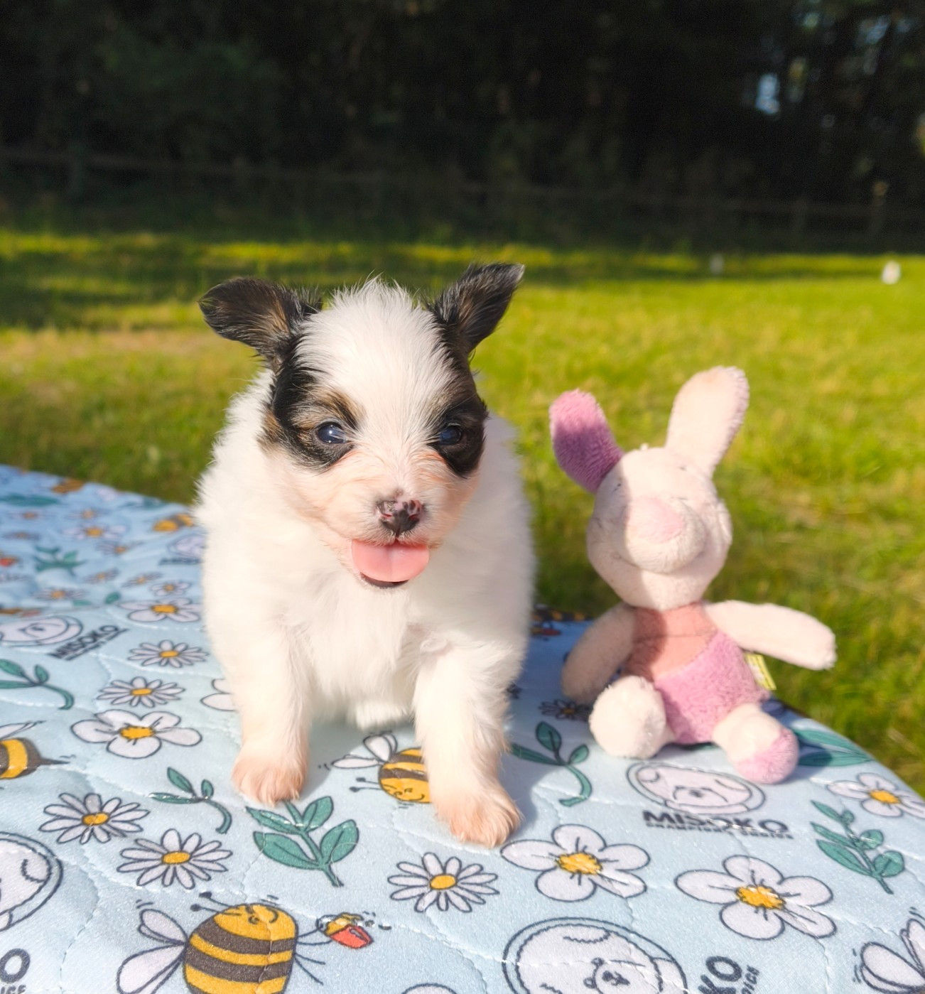 of Piek'Shawi - Chiots disponibles - Epagneul nain Continental (Papillon)