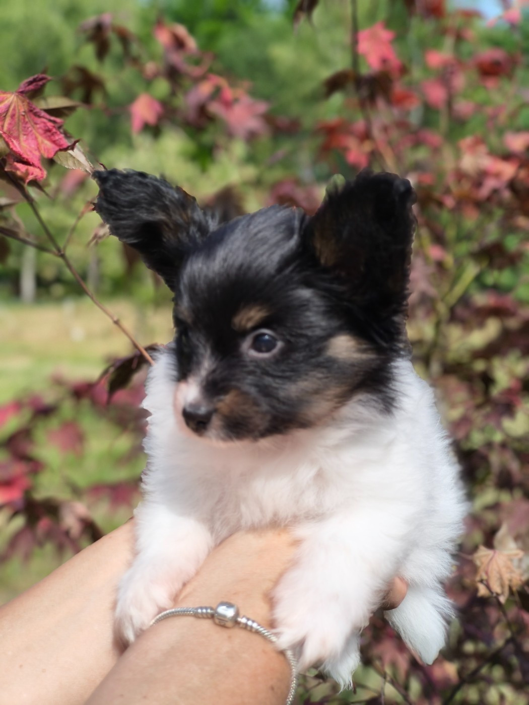 of Piek'Shawi - Chiots disponibles - Epagneul nain Continental (Papillon)