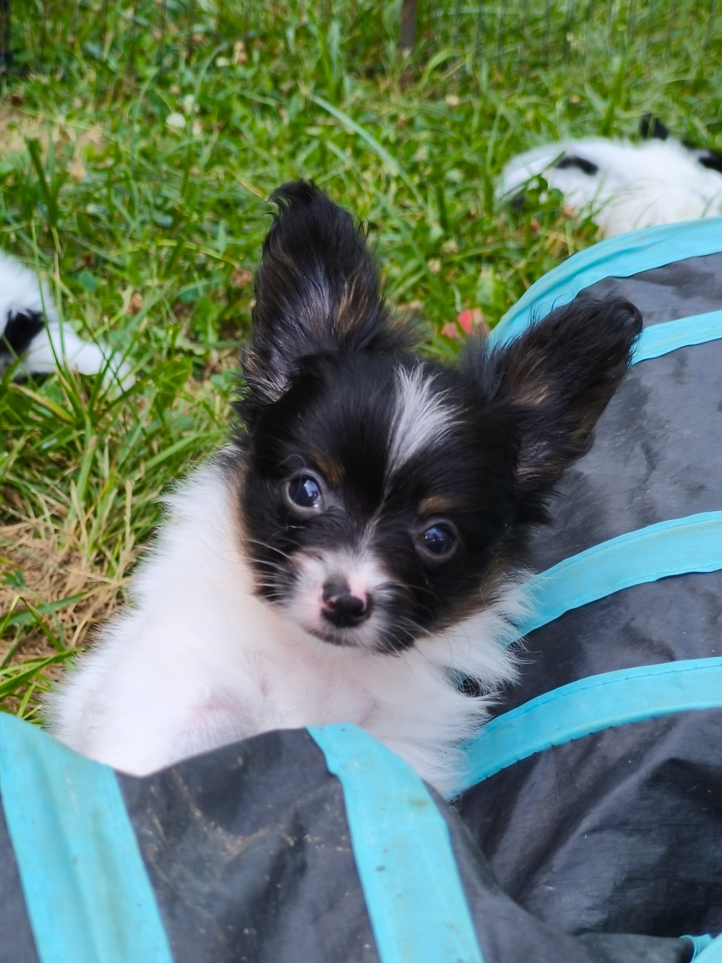 of Piek'Shawi - Chiots disponibles - Epagneul nain Continental (Papillon)