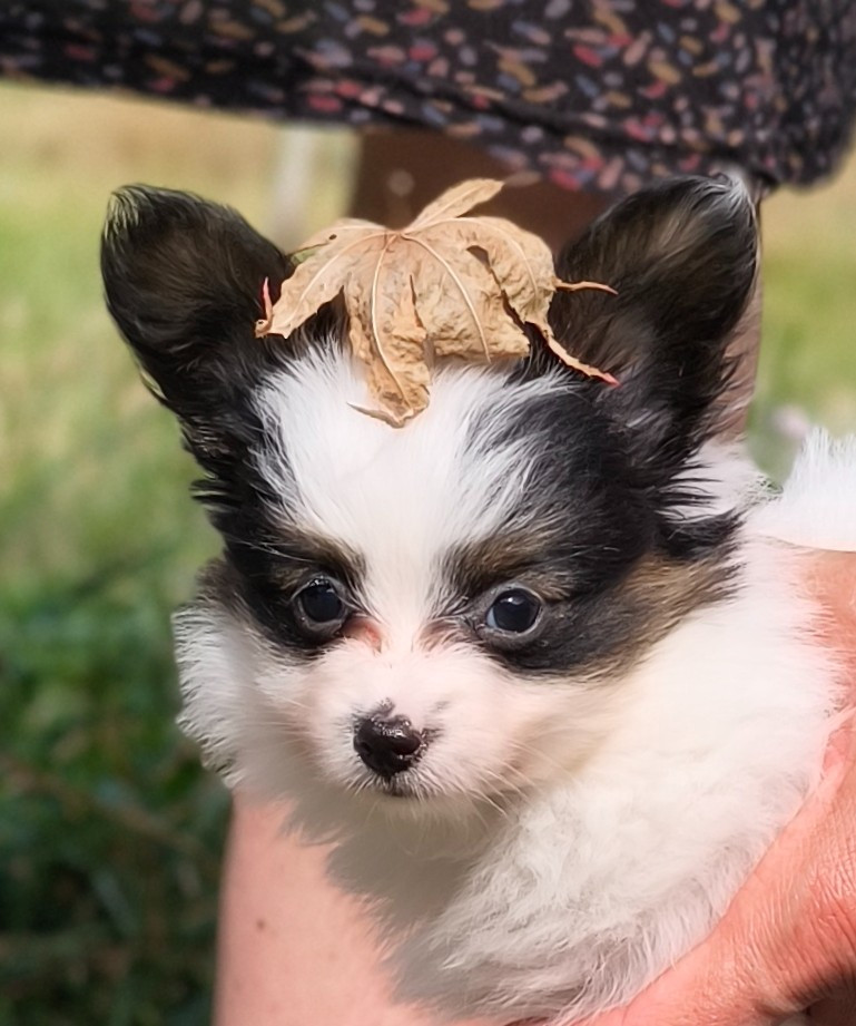 of Piek'Shawi - Chiots disponibles - Epagneul nain Continental (Papillon)