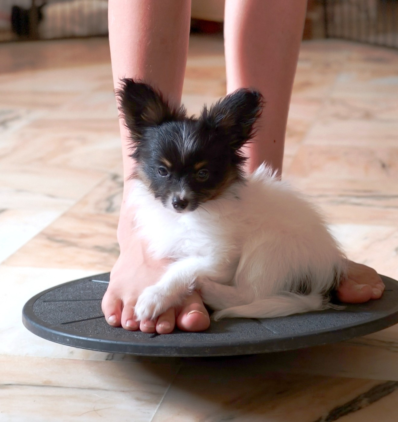 of Piek'Shawi - Chiots disponibles - Epagneul nain Continental (Papillon)
