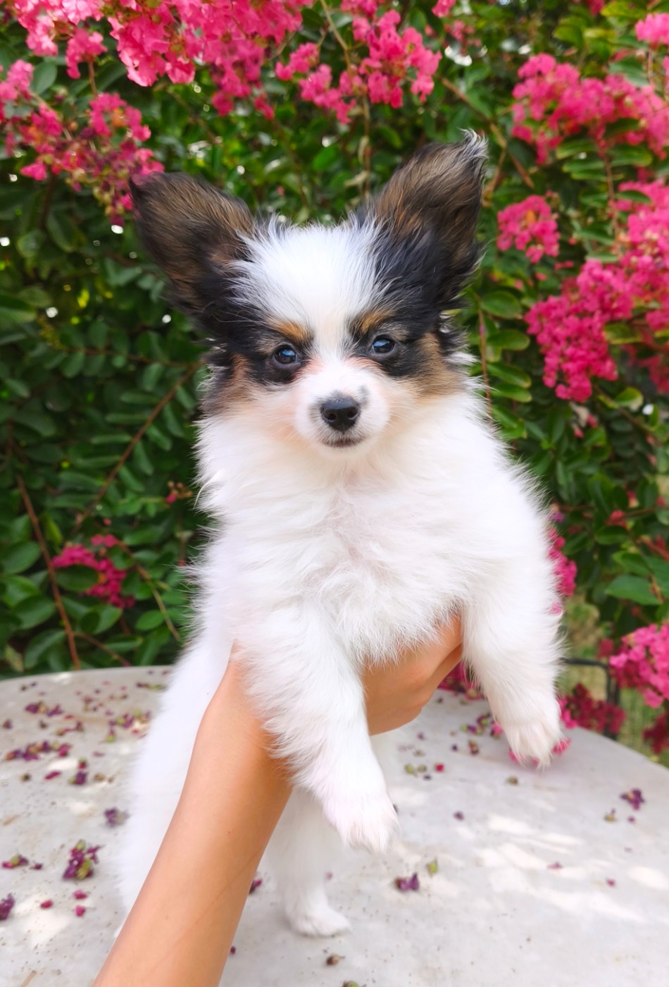 of Piek'Shawi - Chiots disponibles - Epagneul nain Continental (Papillon)