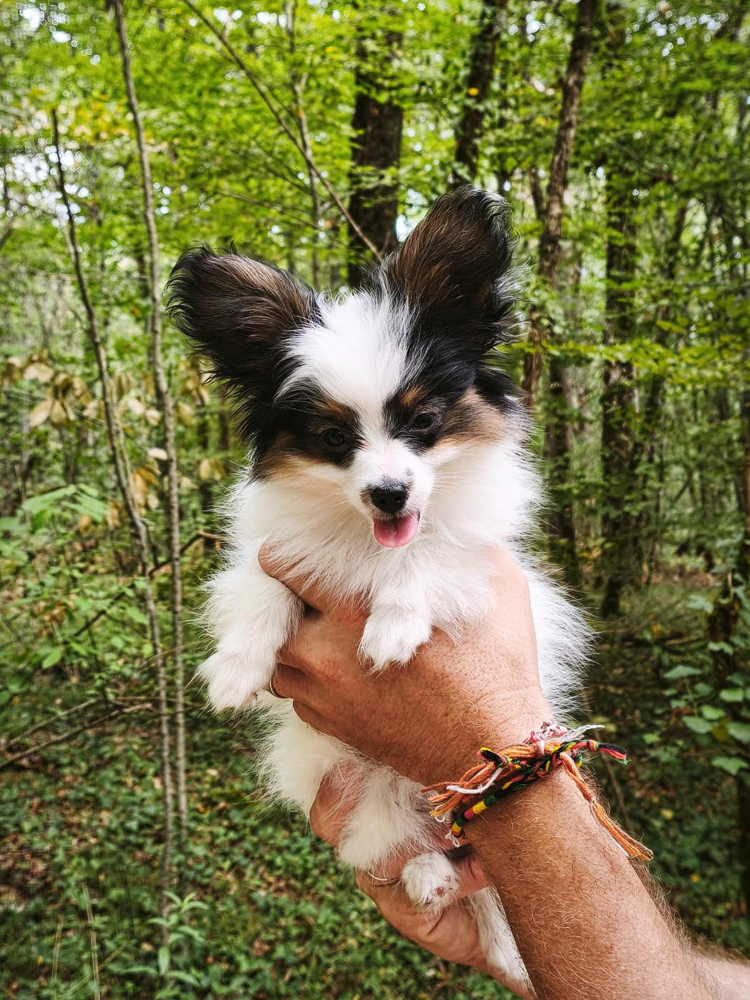 of Piek'Shawi - Chiots disponibles - Epagneul nain Continental (Papillon)