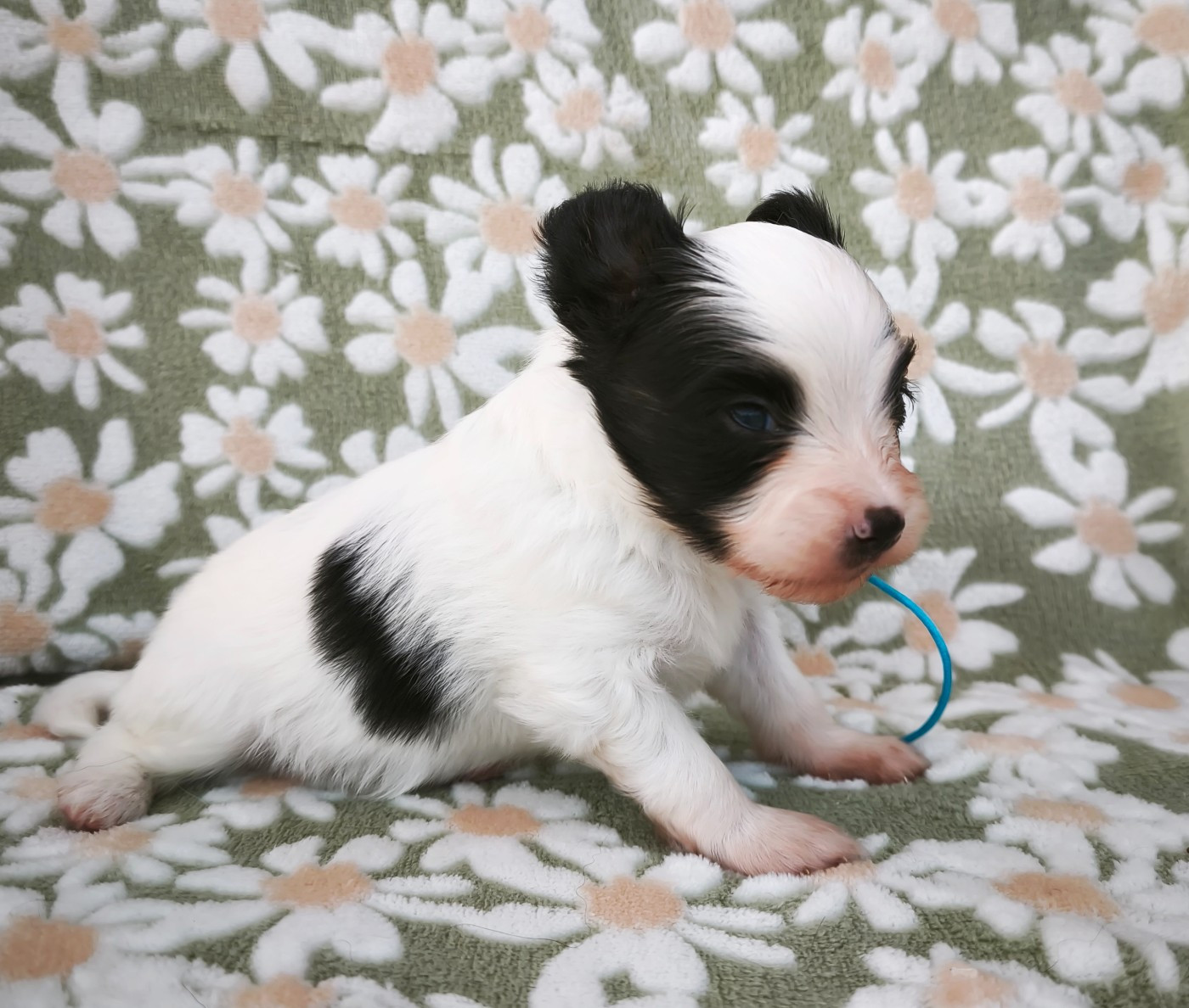 of Piek'Shawi - Chiots disponibles - Epagneul nain Continental (Papillon)