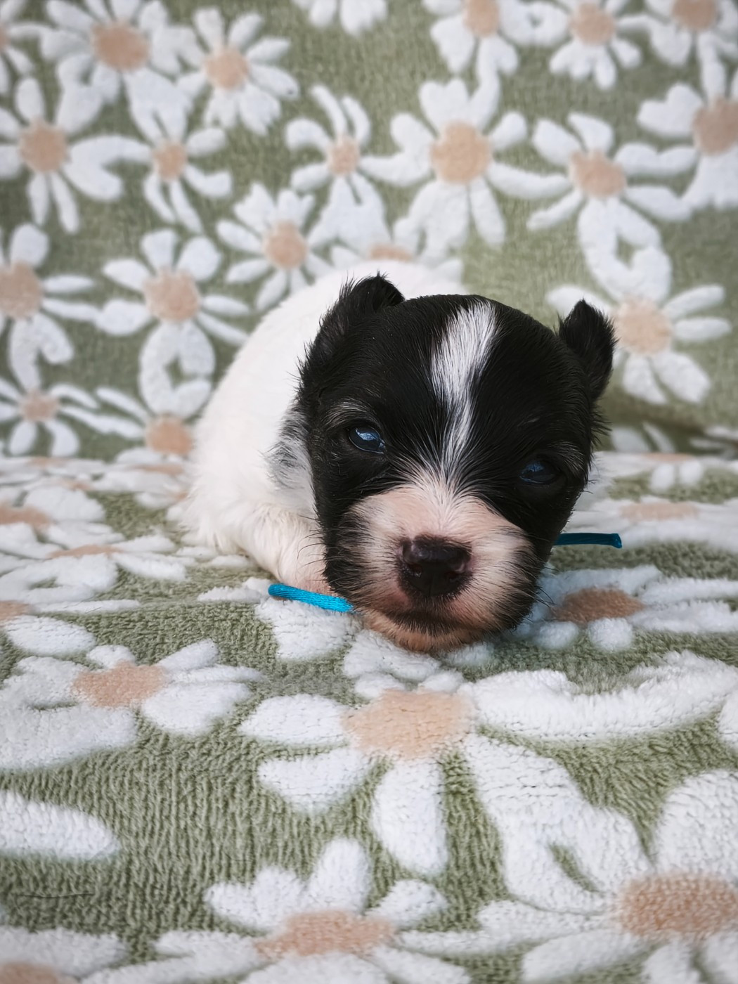 of Piek'Shawi - Chiots disponibles - Epagneul nain Continental (Papillon)
