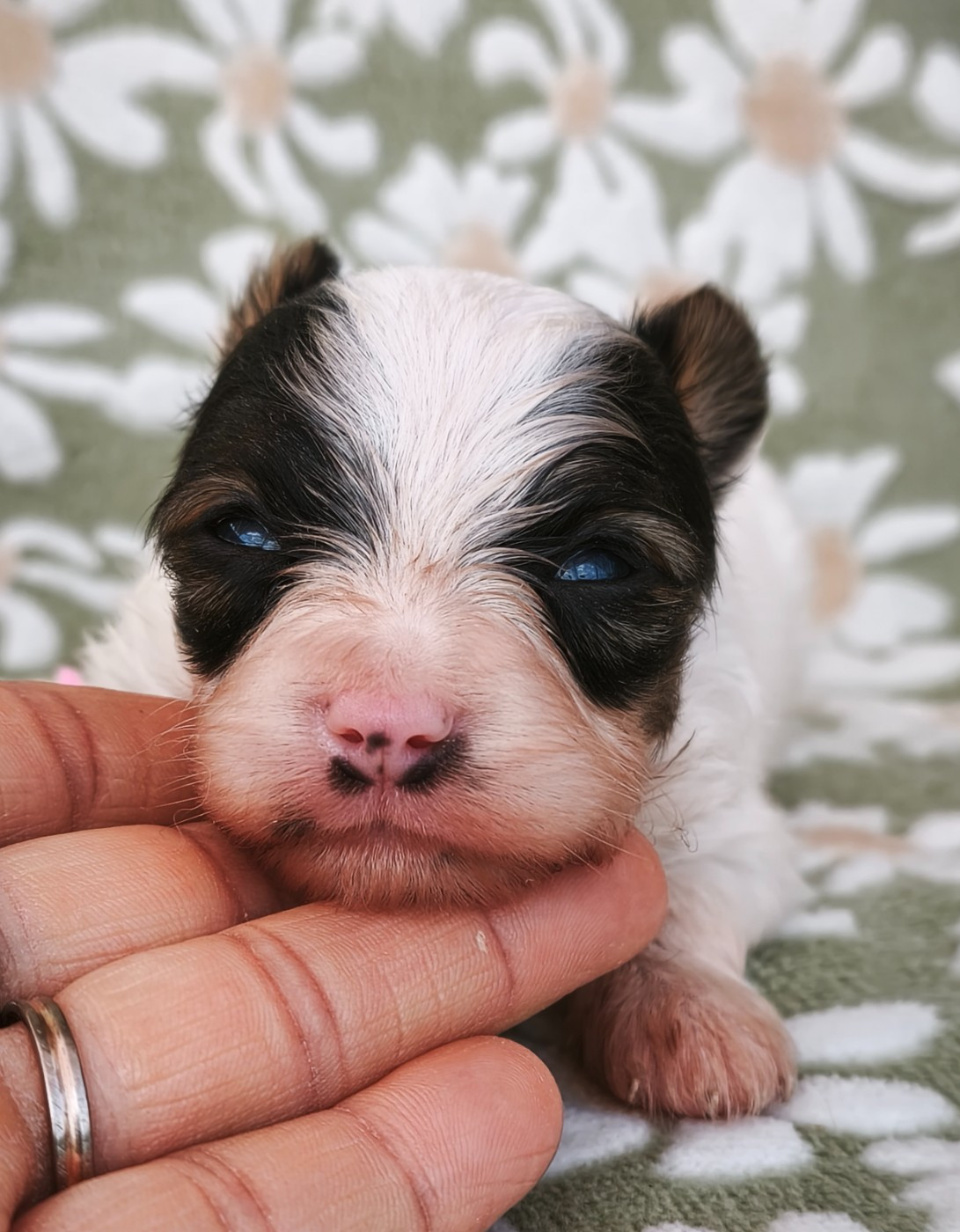 of Piek'Shawi - Chiots disponibles - Epagneul nain Continental (Papillon)