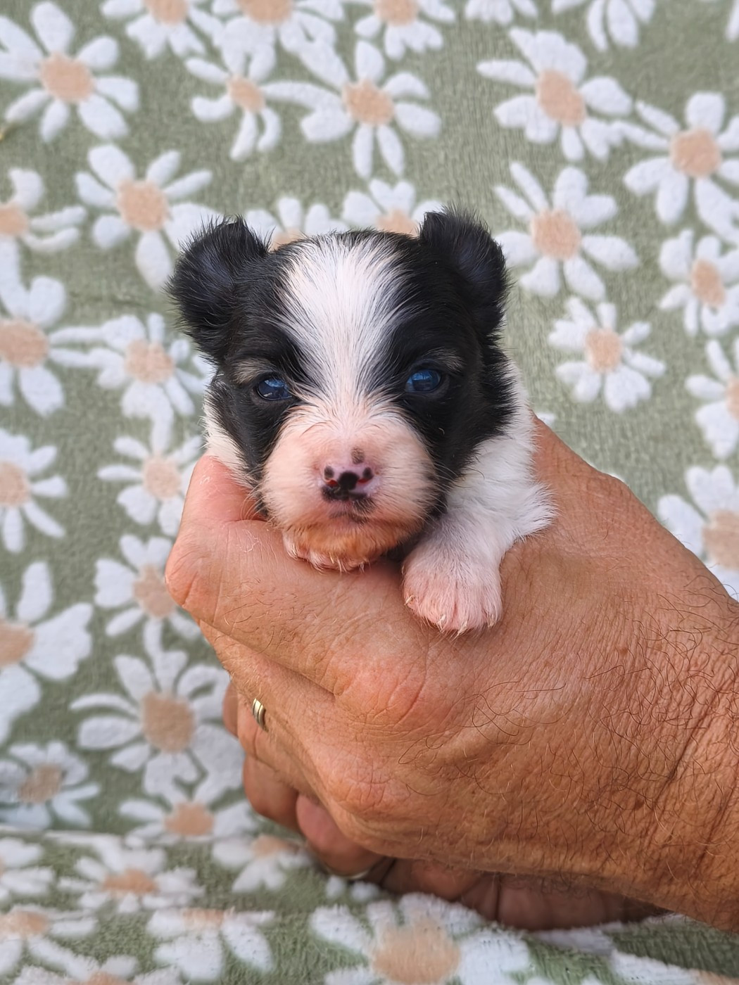 of Piek'Shawi - Chiots disponibles - Epagneul nain Continental (Papillon)