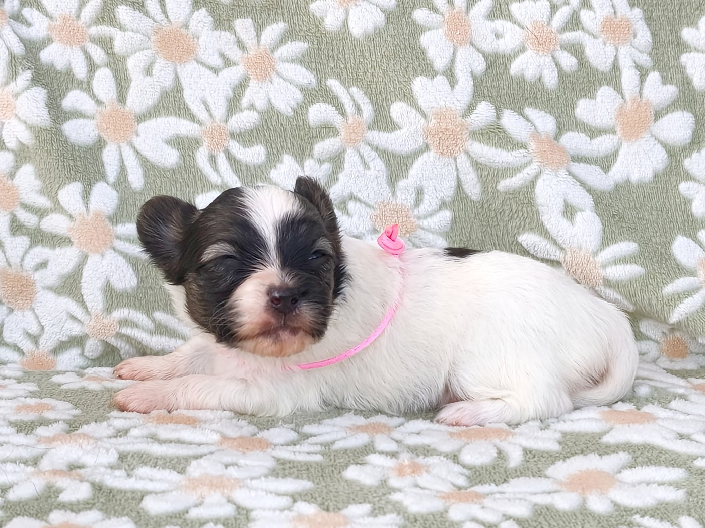 of Piek'Shawi - Chiots disponibles - Epagneul nain Continental (Papillon)
