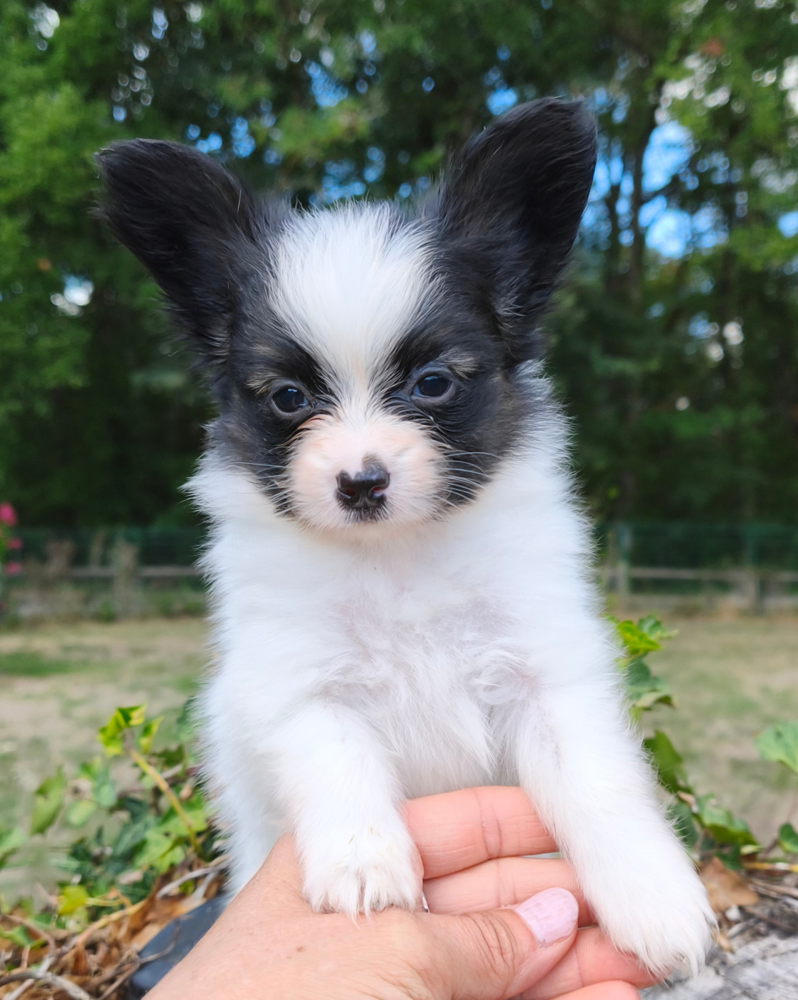 of Piek'Shawi - Chiots disponibles - Epagneul nain Continental (Papillon)