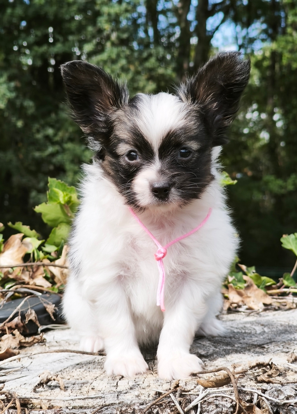 of Piek'Shawi - Chiots disponibles - Epagneul nain Continental (Papillon)