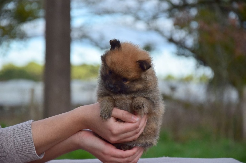 Chiot Spitz allemand of Piek'Shawi