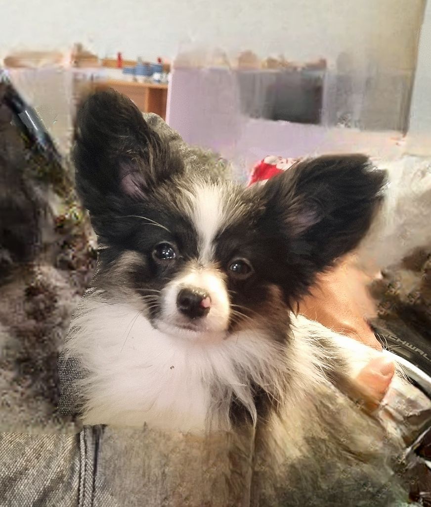 of Piek'Shawi - Chiots disponibles - Epagneul nain Continental (Papillon)
