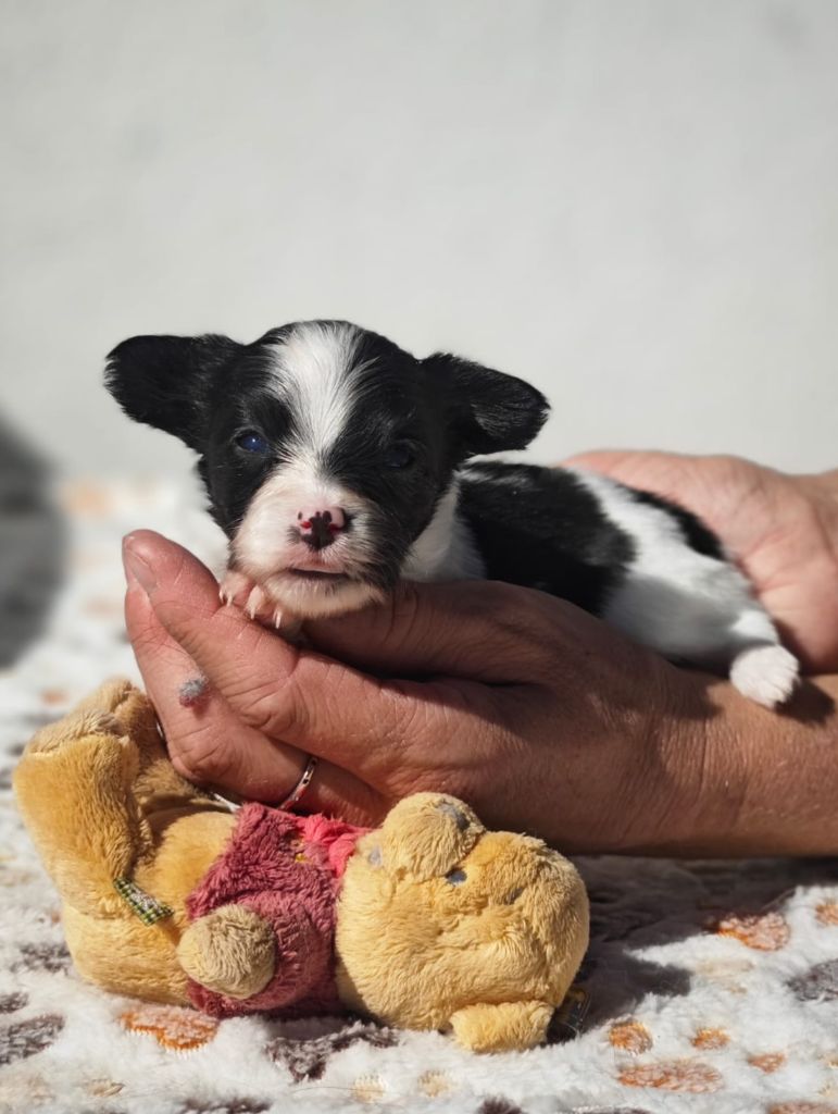 of Piek'Shawi - Chiots disponibles - Epagneul nain Continental (Papillon)