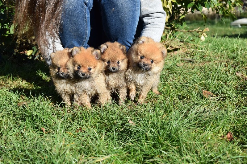 Chiot Spitz allemand of Piek'Shawi