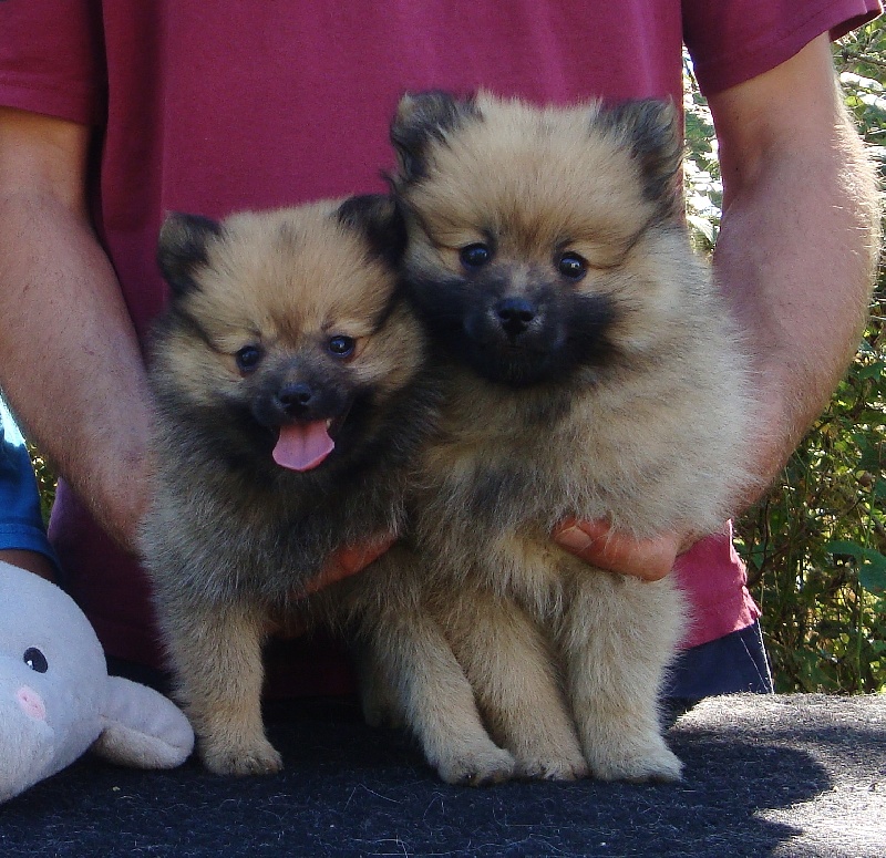 Chiot Spitz allemand of Piek'Shawi