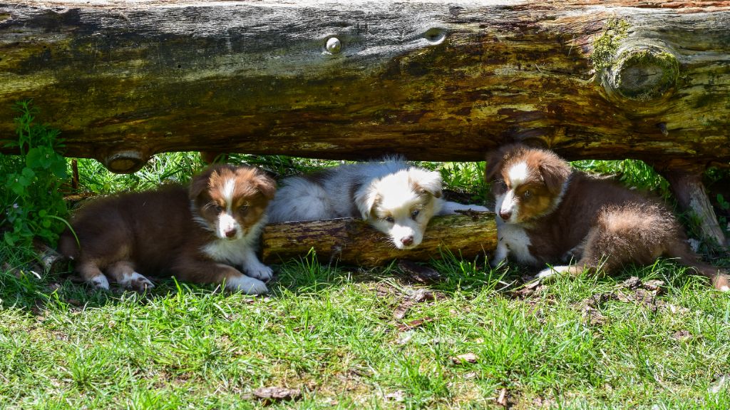 Chiot Berger Australien of Piek'Shawi