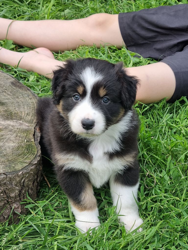 of Piek'Shawi - Chiots disponibles - Berger Australien