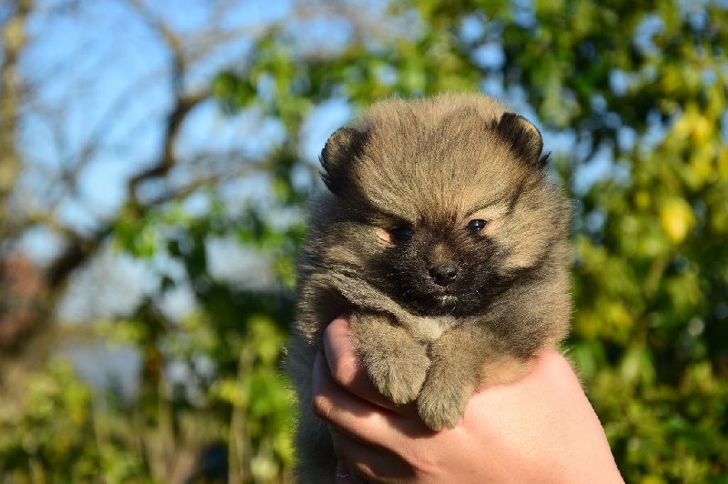 Chiot Spitz allemand of Piek'Shawi