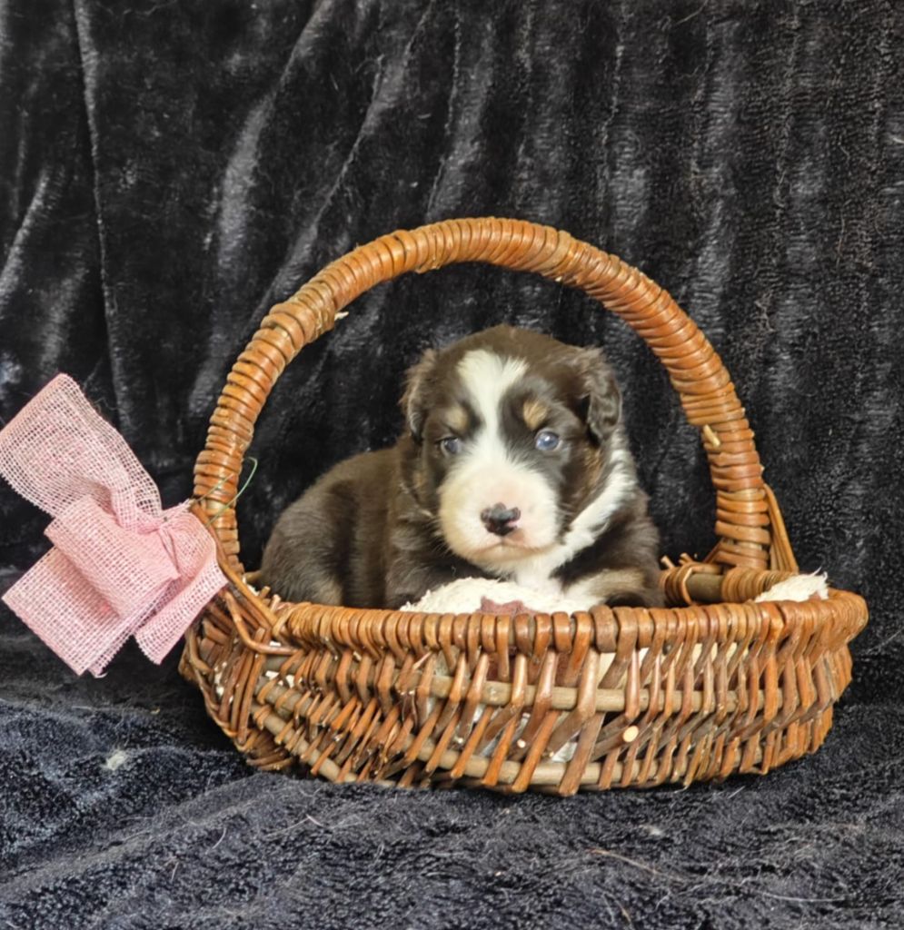 of Piek'Shawi - Chiots disponibles - Berger Australien