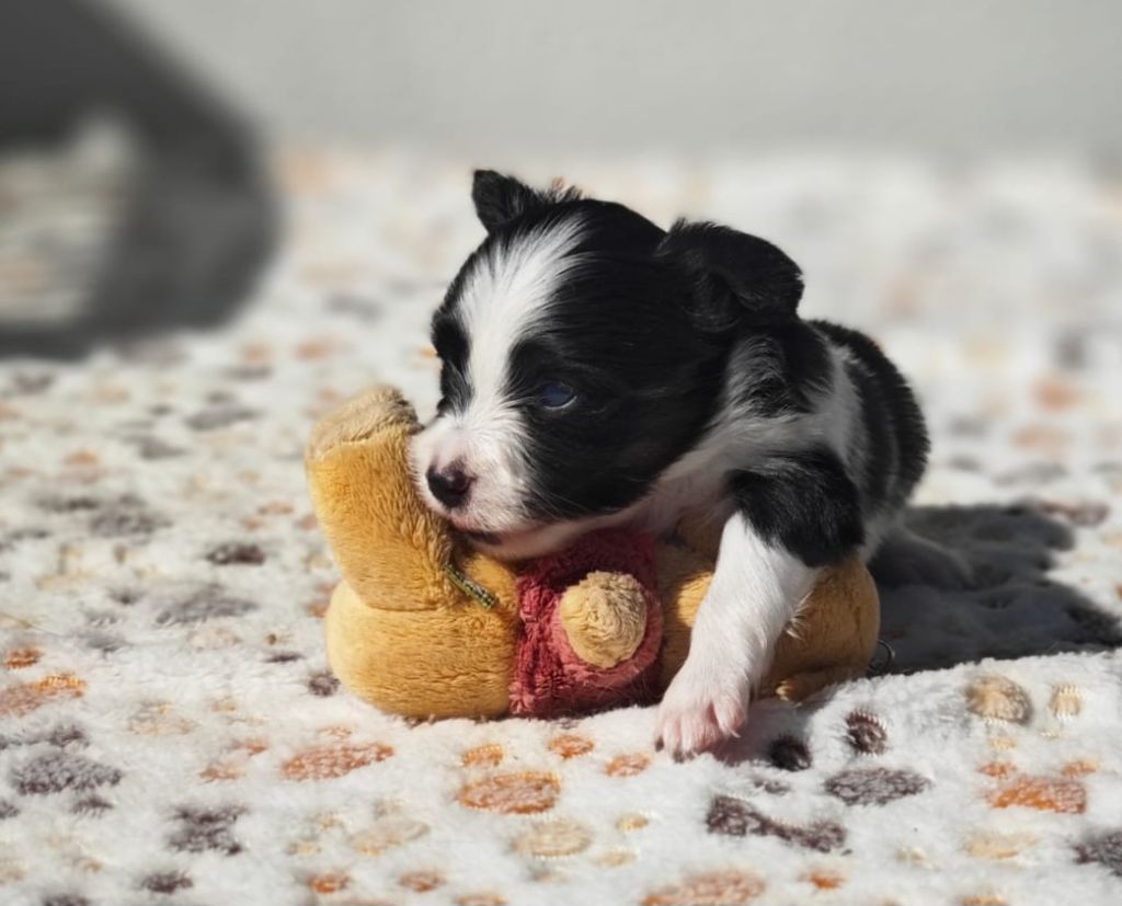 of Piek'Shawi - Chiots disponibles - Epagneul nain Continental (Papillon)