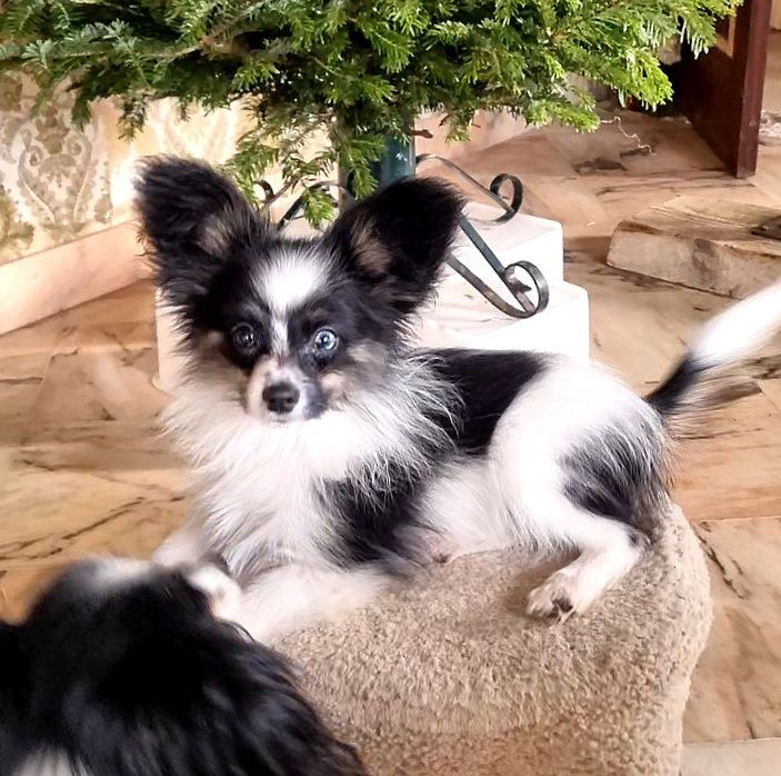 of Piek'Shawi - Chiots disponibles - Epagneul nain Continental (Papillon)