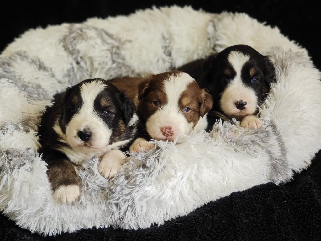Chiot Berger Australien of Piek'Shawi