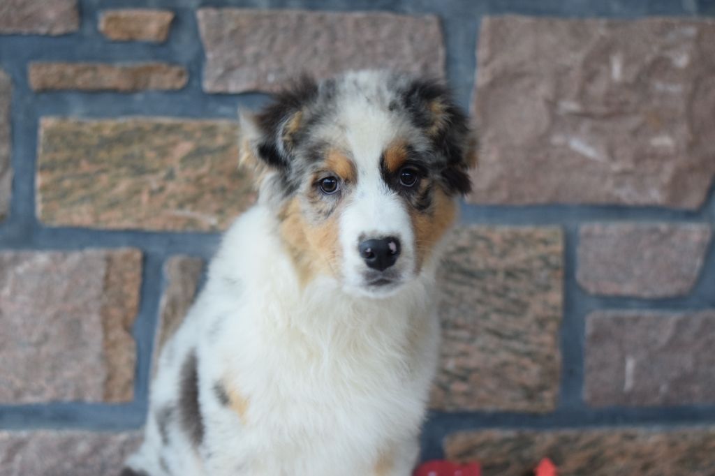 of Piek'Shawi - Berger Australien - Portée née le 01/09/2023