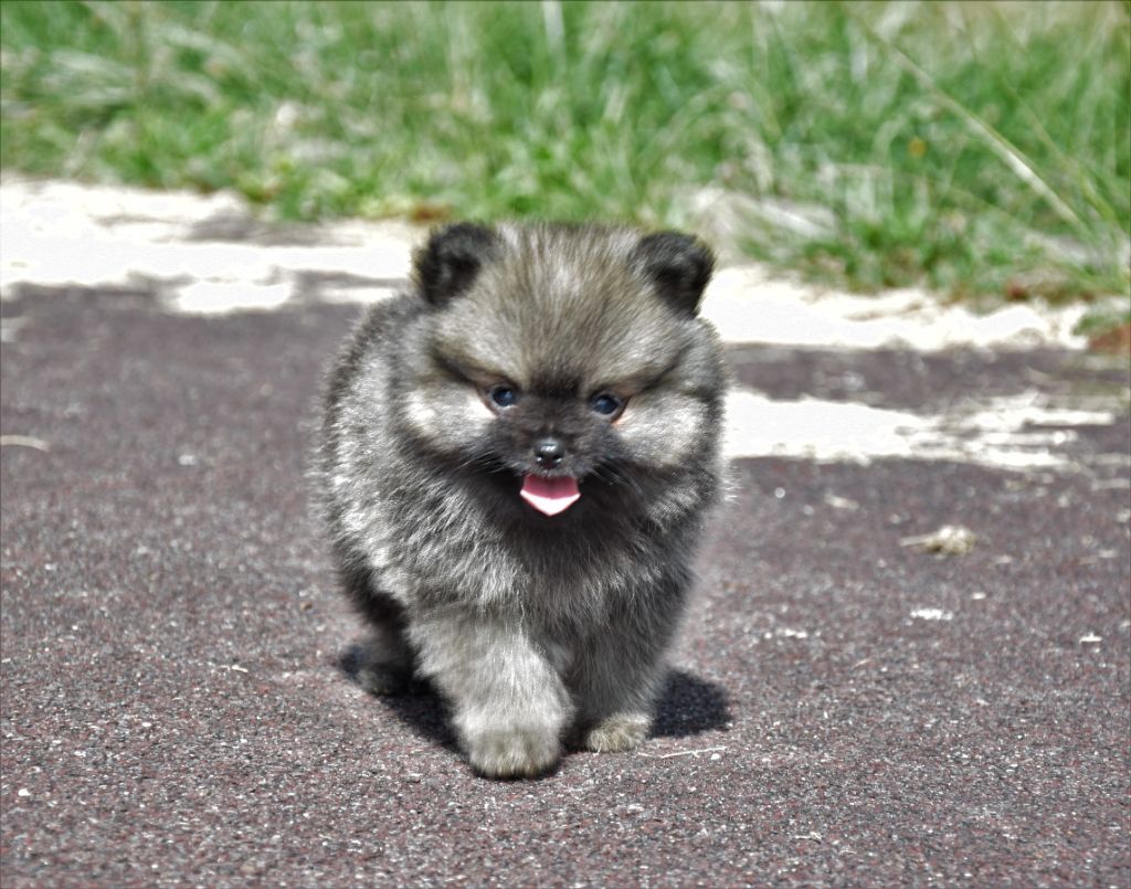of Piek'Shawi - Spitz allemand - Portée née le 30/06/2018