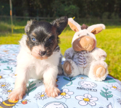 Chiot N°1