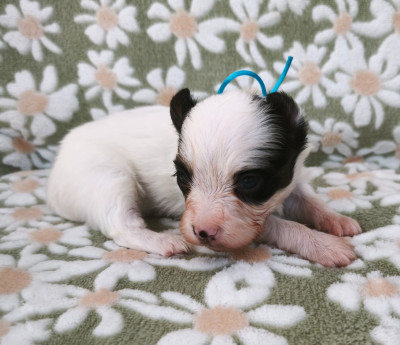 Chiot N°1