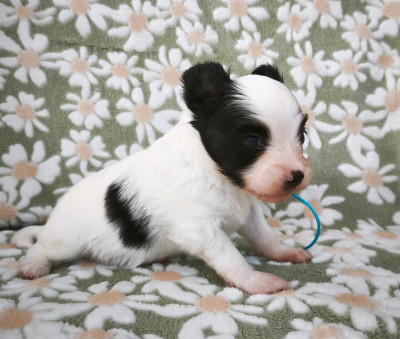 Chiot N°2
