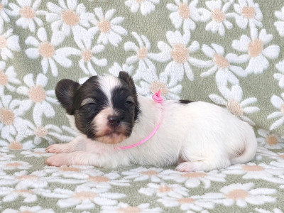 Chiot N°6