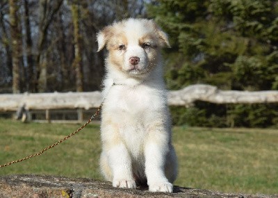 CHIOT