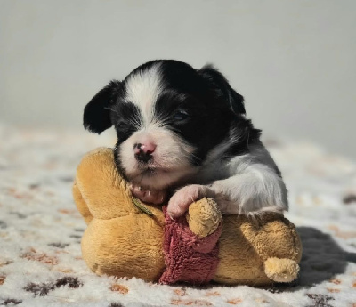 CHIOT 4
