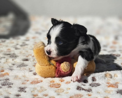 CHIOT 6